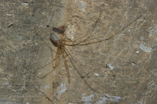 Femmina di Pholcus phalangioides